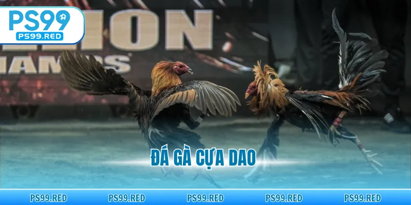 Đá gà cựa dao